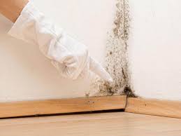 Why You Should Choose Our Mold Remediation Services in Paia, HI